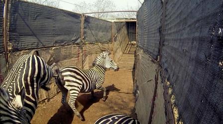 Video thumbnail: Gorongosa Park Preview | Episode 3 | New Blood