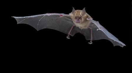 Bat and Cricket Echolocation Calls