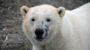 Great Polar Bear Feast | | WTTW