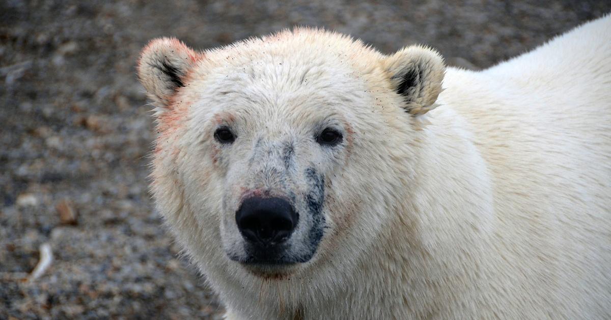 The Great Polar Bear Feast 