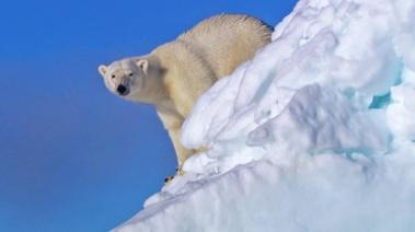 The Great Polar Bear Feast (DVD) for sale online | eBay
