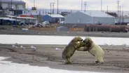 Polar Bears and Humans Are Dangerous Neighbors