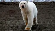 The Great Polar Bear Feast