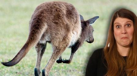 Video thumbnail: Gross Science Could Kangaroo Farts Curb Global Warming?