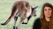 Could Kangaroo Farts Curb Global Warming?