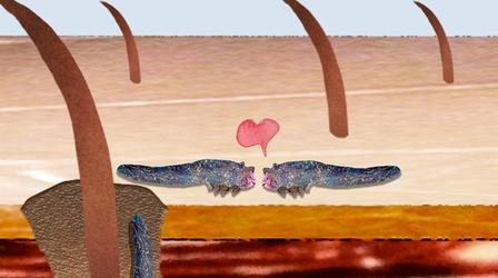 Video thumbnail: Gross Science You Have Mites Living On Your Face