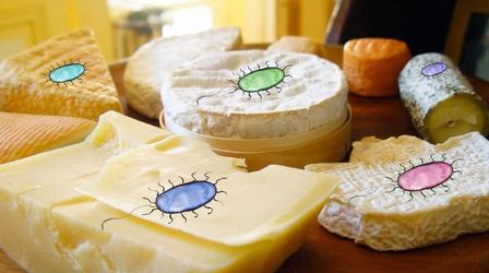 Video thumbnail: Gross Science What Lives In Cheese?