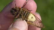 Why Don't These Cicadas Have Butts?