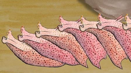 Video thumbnail: Gross Science Why Neuroscientists Love Kinky Sea Slugs