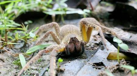 Video thumbnail: Gross Science Can Spider Venom Cure Erectile Dysfunction?