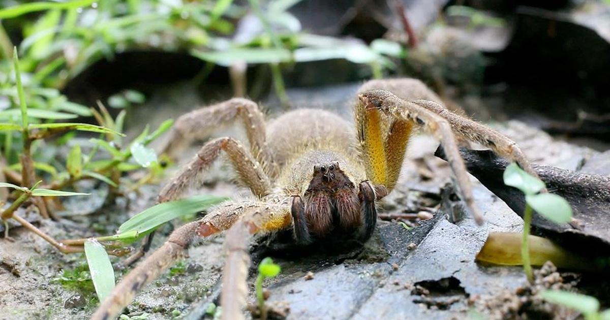 Gross Science | Can Spider Venom Cure Erectile Dysfunction? | Season 1 | Episode 21