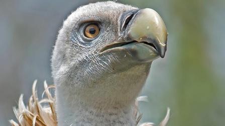 Video thumbnail: Gross Science Why Don't Vultures Get Food Poisoning?