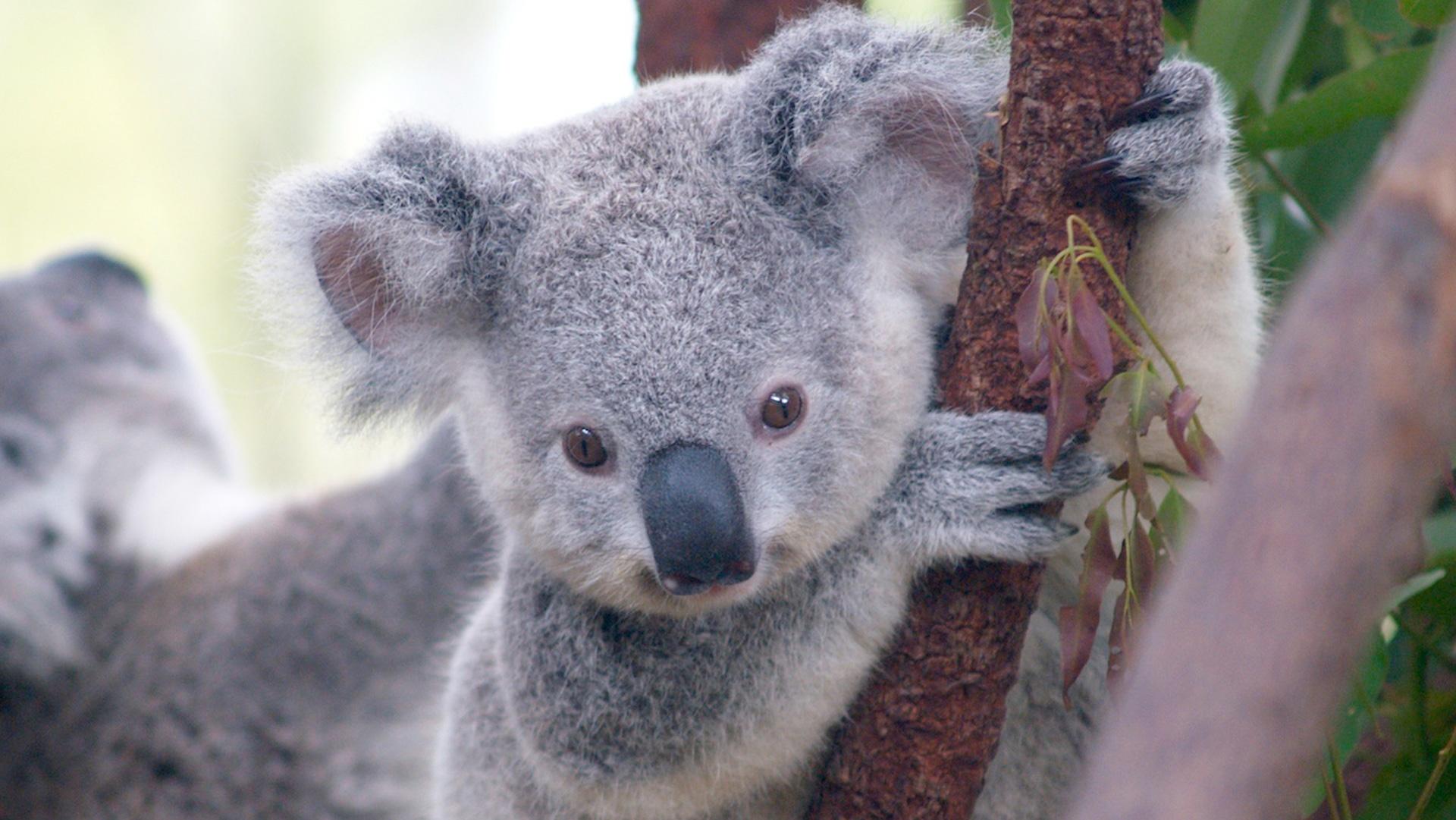 Gross Science | 5 Gross Facts About Koalas | Season 1 | Episode 33 | PBS