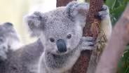 5 Gross Facts About Koalas