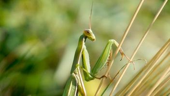 Gross Science, Meet The Frog That Barfs Up Its Babies, Season 2, Episode  30