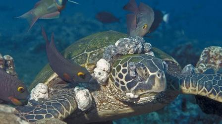 Video thumbnail: Gross Science Sea Turtles Get Herpes, Too