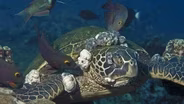 Sea Turtles Get Herpes, Too