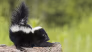The Chemistry of Skunk Spray