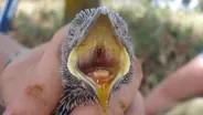 Defensive Vomiting
