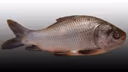 Electronics Powered by Fish Scales