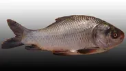 Electronics Powered by Fish Scales