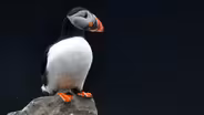 Can Bird Poop Make Clouds?