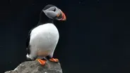 Can Bird Poop Make Clouds?