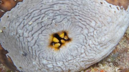 Video thumbnail: Gross Science Sea Cucumbers Have Multipurpose Butts