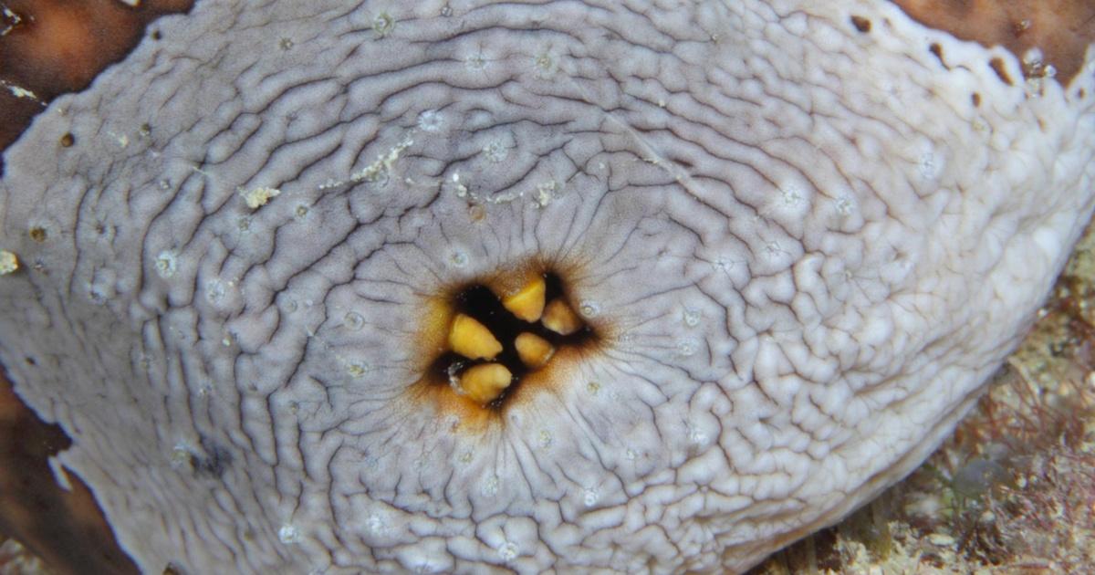 Gross Science | Sea Cucumbers Have Multipurpose Butts | Season 2 | Episode 23