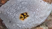 Sea Cucumbers Have Multipurpose Butts