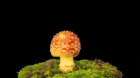 Video thumbnail: Gross Science Plants Use An Internet Made of Fungus