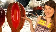 The Strangest Plant In The World?!