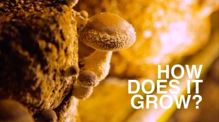 Video thumbnail: How Does It Grow Mushrooms