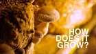 How Does It Grow Pbs