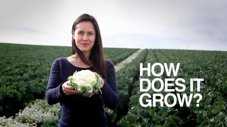 Video thumbnail: How Does It Grow Cauliflower