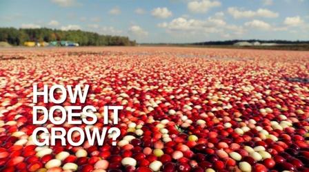 Video thumbnail: How Does It Grow Cranberries