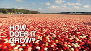 Cranberries