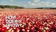 Cranberries