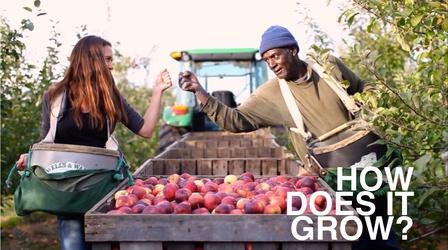 Video thumbnail: How Does It Grow Apples