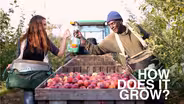 Apples