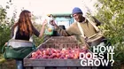 How Does It Grow Pbs
