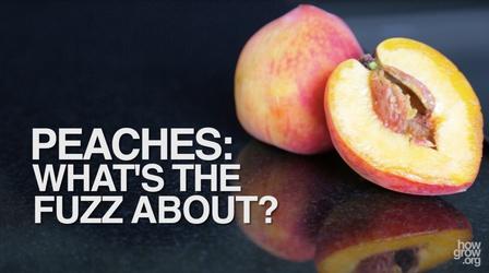 Video thumbnail: How Does It Grow PEACHES: What's the Fuzz About?