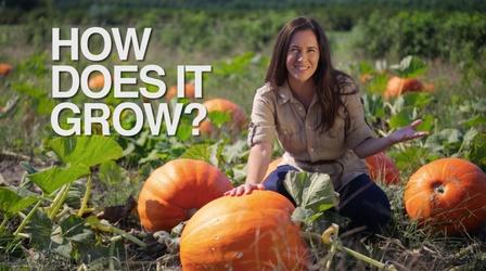 Video thumbnail: How Does It Grow Pumpkin