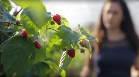 Video thumbnail: How Does It Grow Raspberries