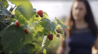 Raspberries