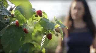 Raspberries