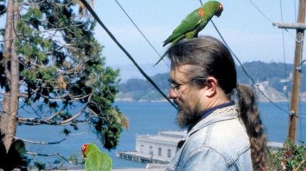 Video thumbnail: Independent Lens The Wild Parrots of Telegraph Hill - Trailer