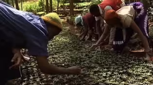 Wangari Maathai Sees the Forest for the Trees