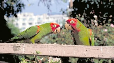 Video thumbnail: Independent Lens The Wild Parrots of Telegraph Hill: Bohemian St. Francis