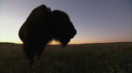 Video thumbnail: Independent Lens Facing the Storm: Appreciating the Animal That Symbolizes th